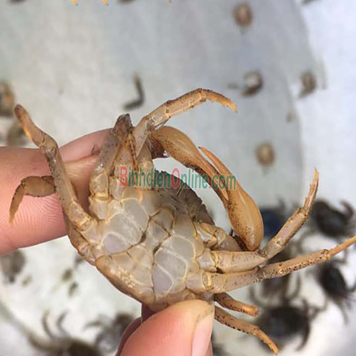 Cua đồng sống, giá tốt, thơm ngon và an toàn Loại 1 Xuất xứ Tiền Giang