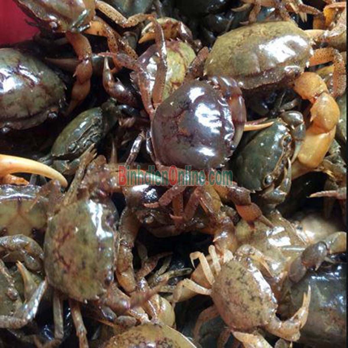 Thịt cua đồng làm sạch xay sẵn an toàn Gói 250gr Xuất xứ An Giang