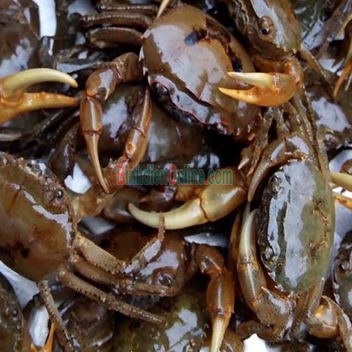 Cua đồng xay an toàn, giá tốt Gói 500gr Xuất xứ Tiền Giang