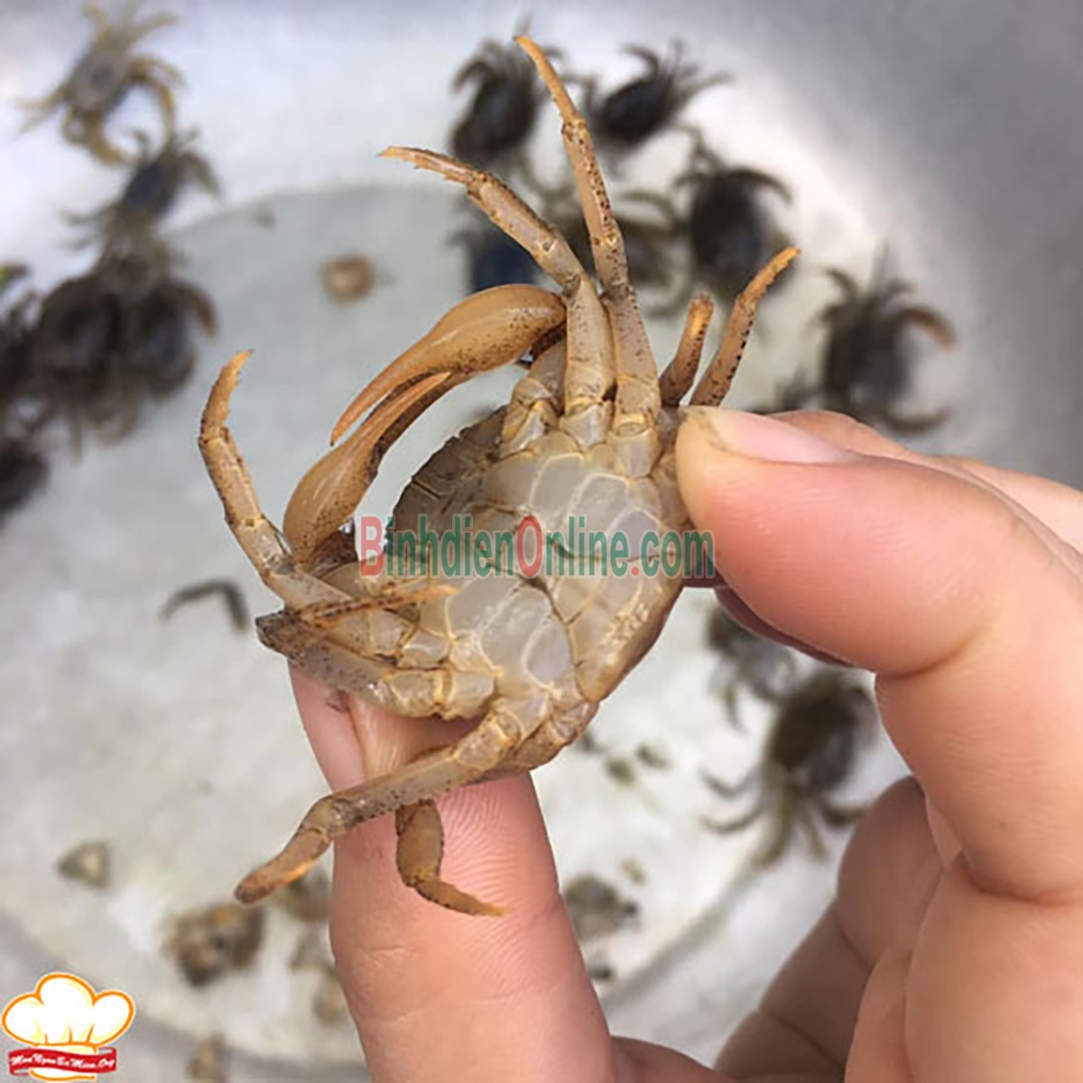 Cua đồng xay chất lượng Gói 500gr Xuất xứ Tiền Giang