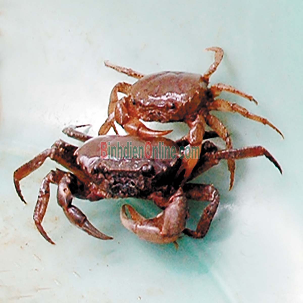Cua đồng xay chất lượng Gói 500gr Xuất xứ An Giang