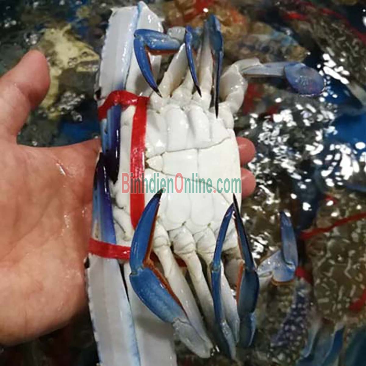 Ghẹ xanh đông lạnh chất lượng 4-5 con/kg Xuất xứ Bình Thuận