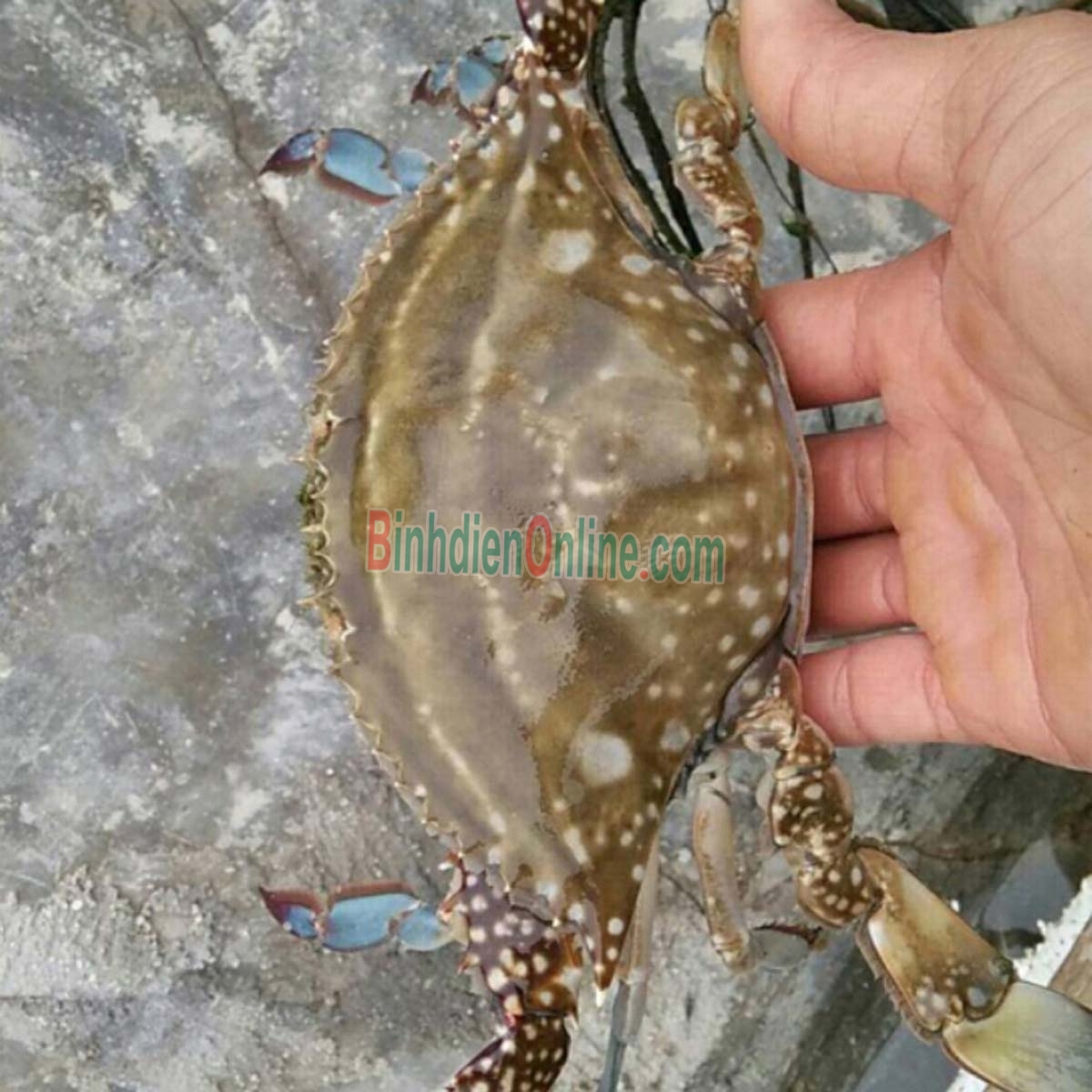 Ghẹ xanh tươi sống vừa đánh bắt 6-7 con/kg Xuất xứ Vũng Tàu