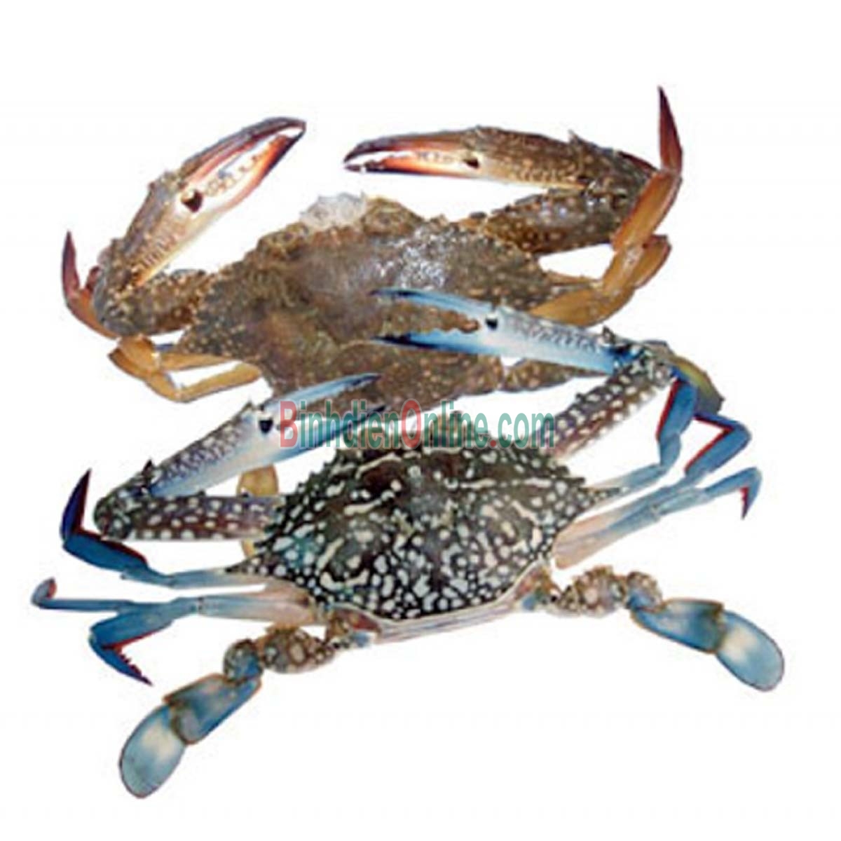 Ghẹ xanh tươi sống đảm bảo chất lượng 5-6 con/kg Xuất xứ Bình Thuận