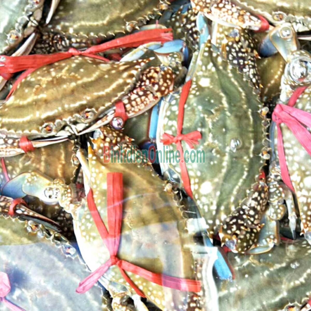 Ghẹ xanh sống vừa đánh bắt 4-5 con/kg Xuất xứ Kiên Giang