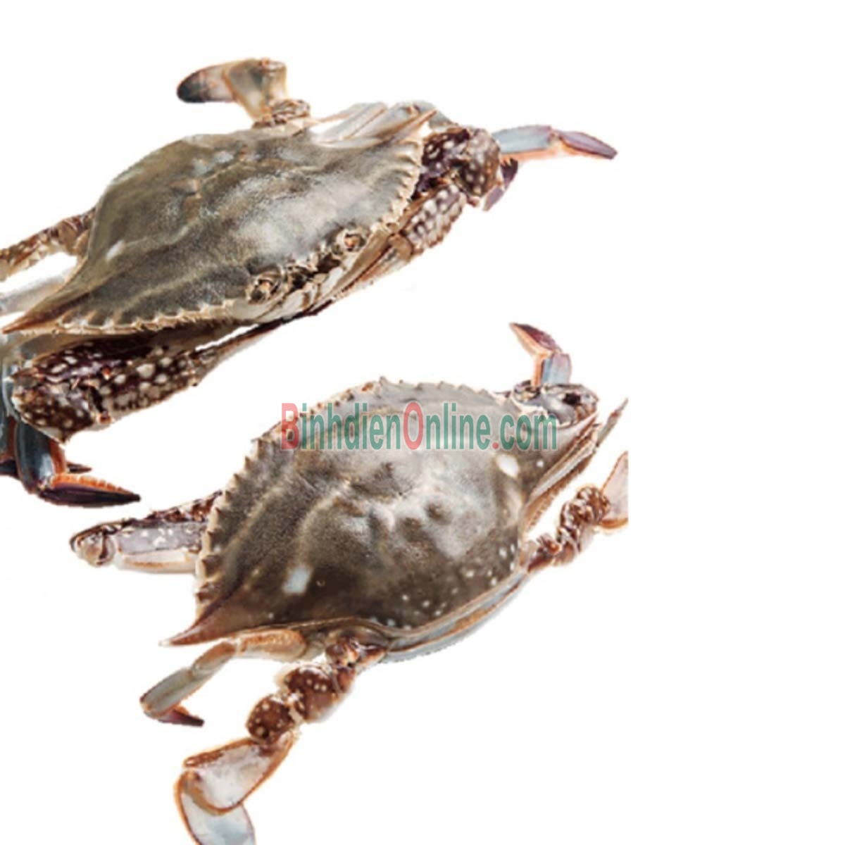 Ghẹ xanh sống loại 1 giá tốt 4-5 con/kg Xuất xứ Vũng Tàu