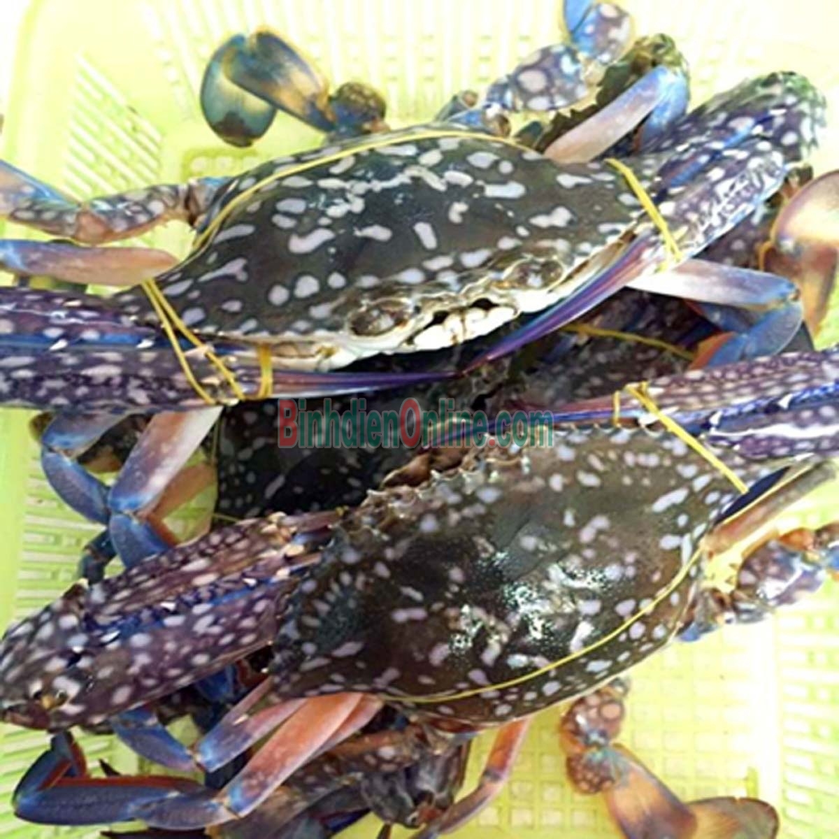 Ghẹ xanh sống vừa đánh bắt 5-6 con/kg Xuất xứ Bình Thuận