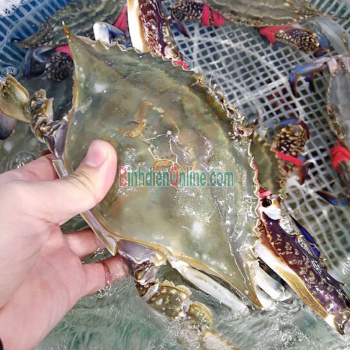Ghẹ xanh sống tươi ngon 3-4 con/kg Xuất xứ Bình Thuận