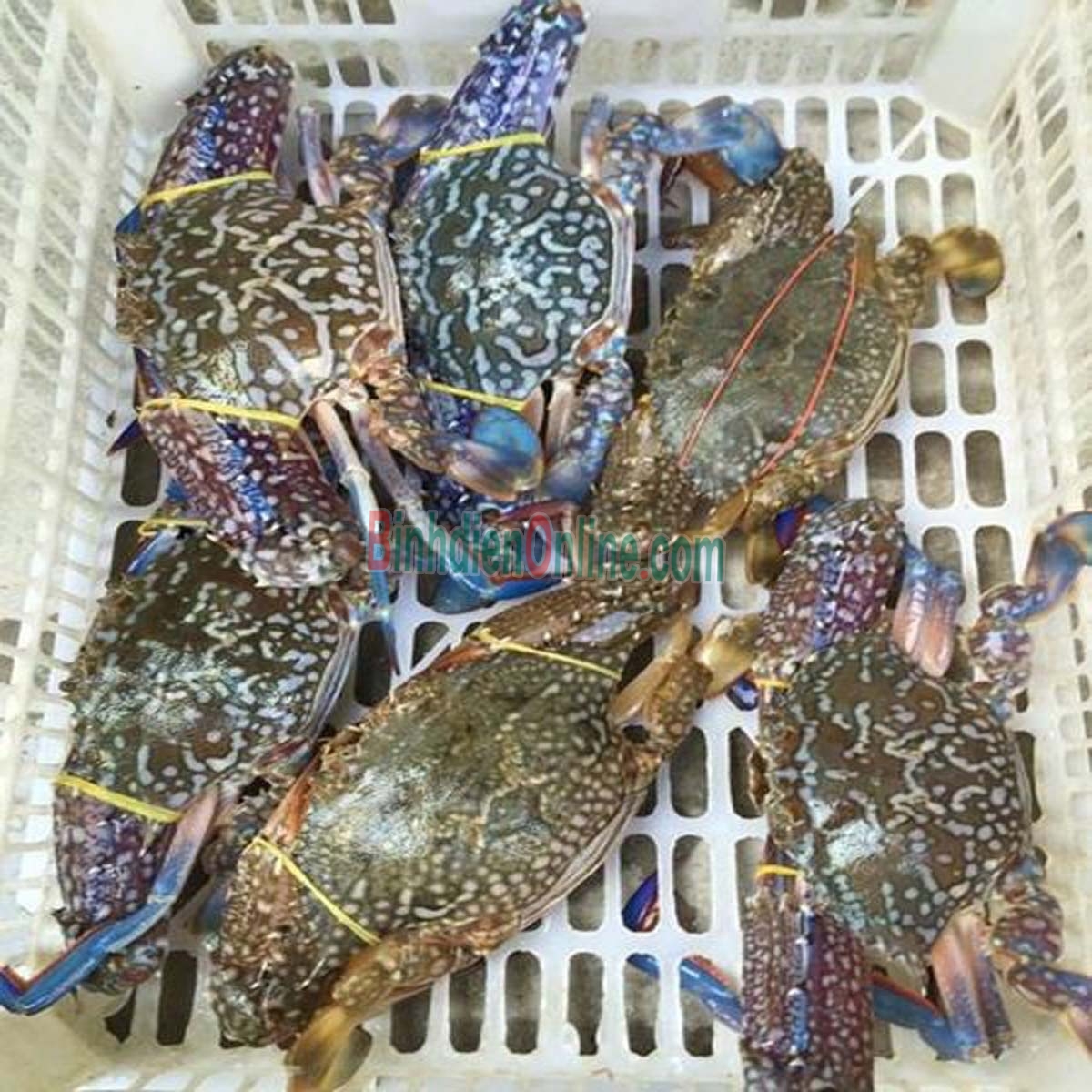 Ghẹ xanh sống loại 1 5-6 con/kg Xuất xứ Bình Thuận