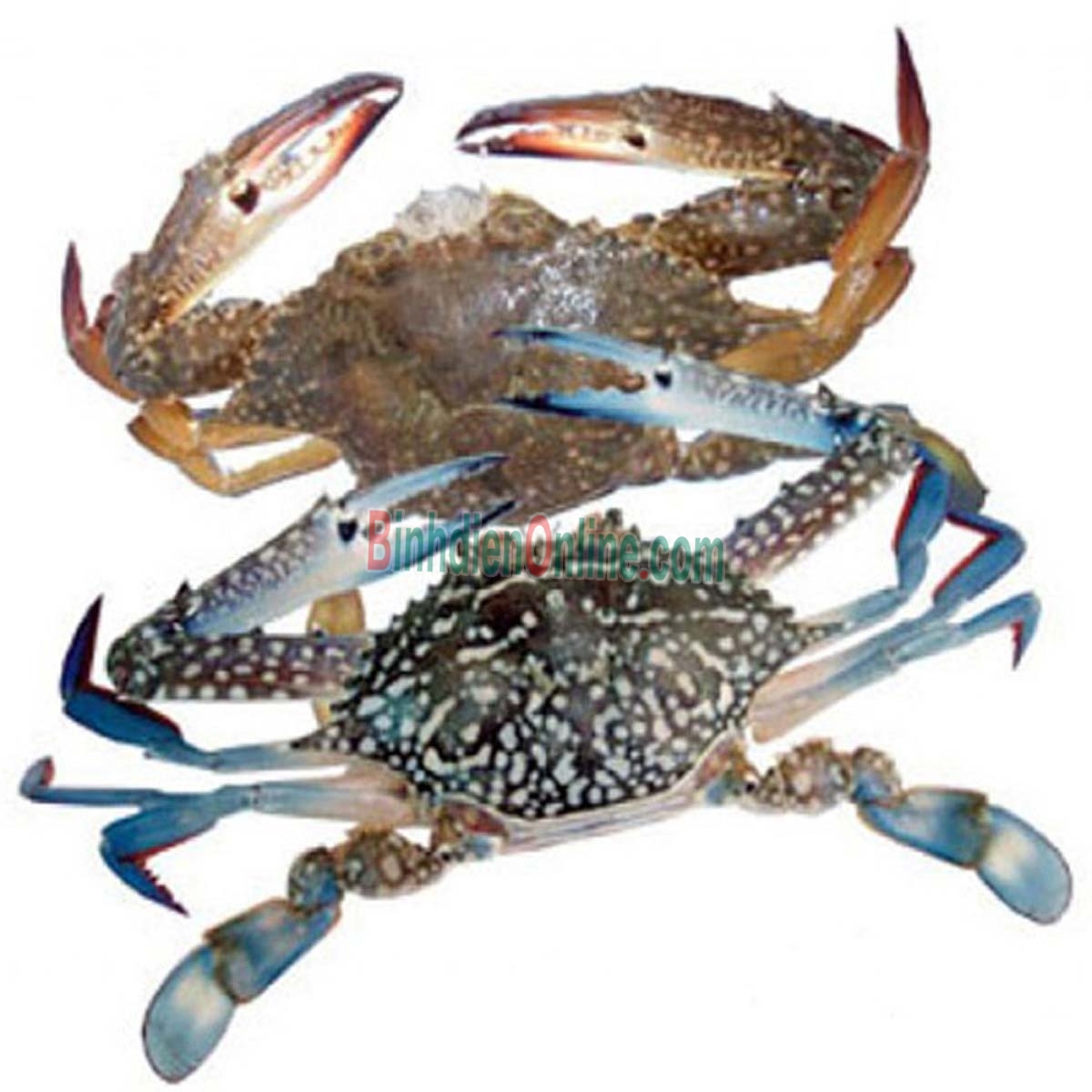 Ghẹ xanh sống thơm ngon 6-7 con/kg Xuất xứ Vũng Tàu