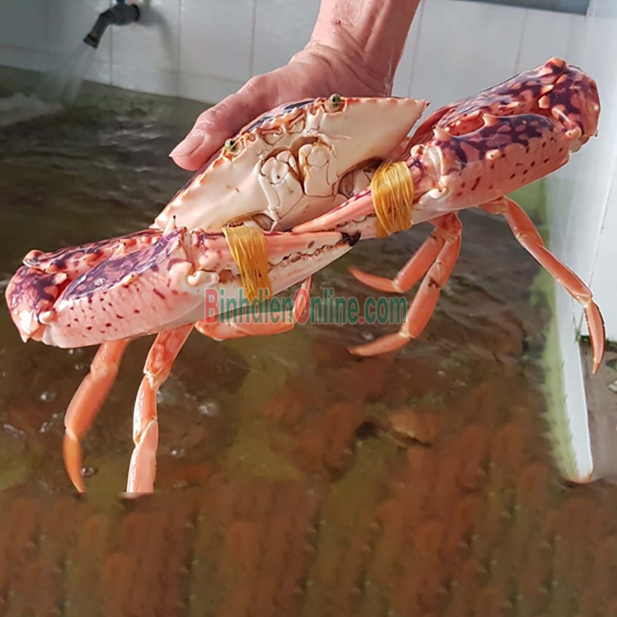 Ghẹ đỏ sống ngon chắc thịt 3-4 con/kg Xuất xứ Vũng Tàu