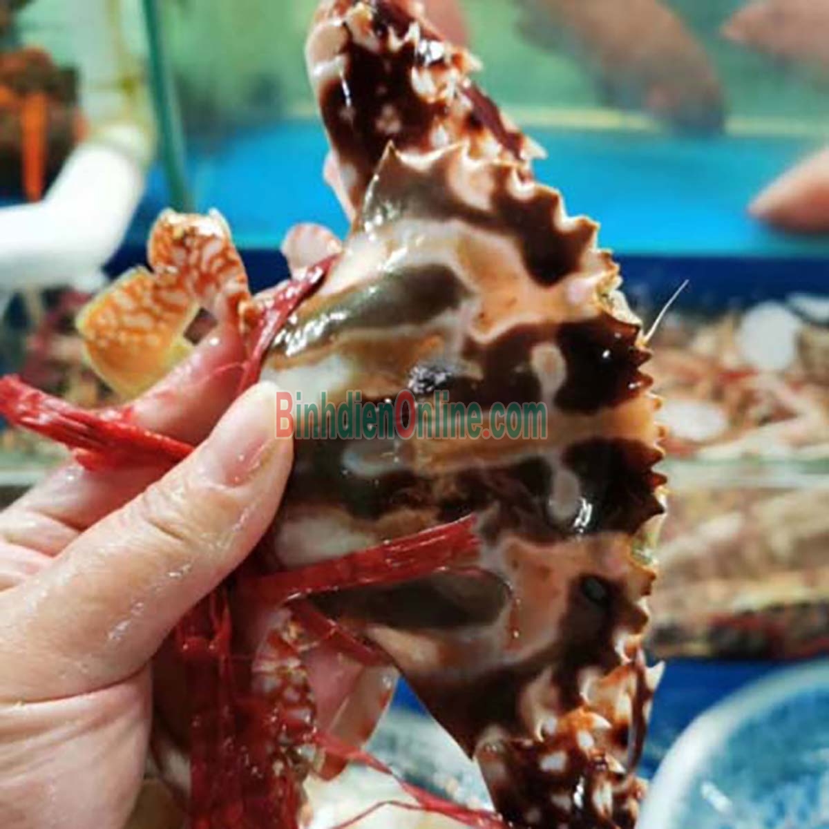 Ghẹ đỏ sống thơm ngon 6-7 con/kg Xuất xứ Kiên Giang