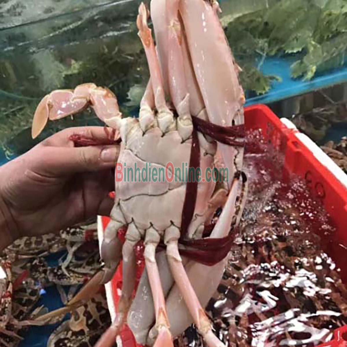 Ghẹ đỏ sống tươi ngon loại 1 6-7 con/kg Xuất xứ Vũng Tàu