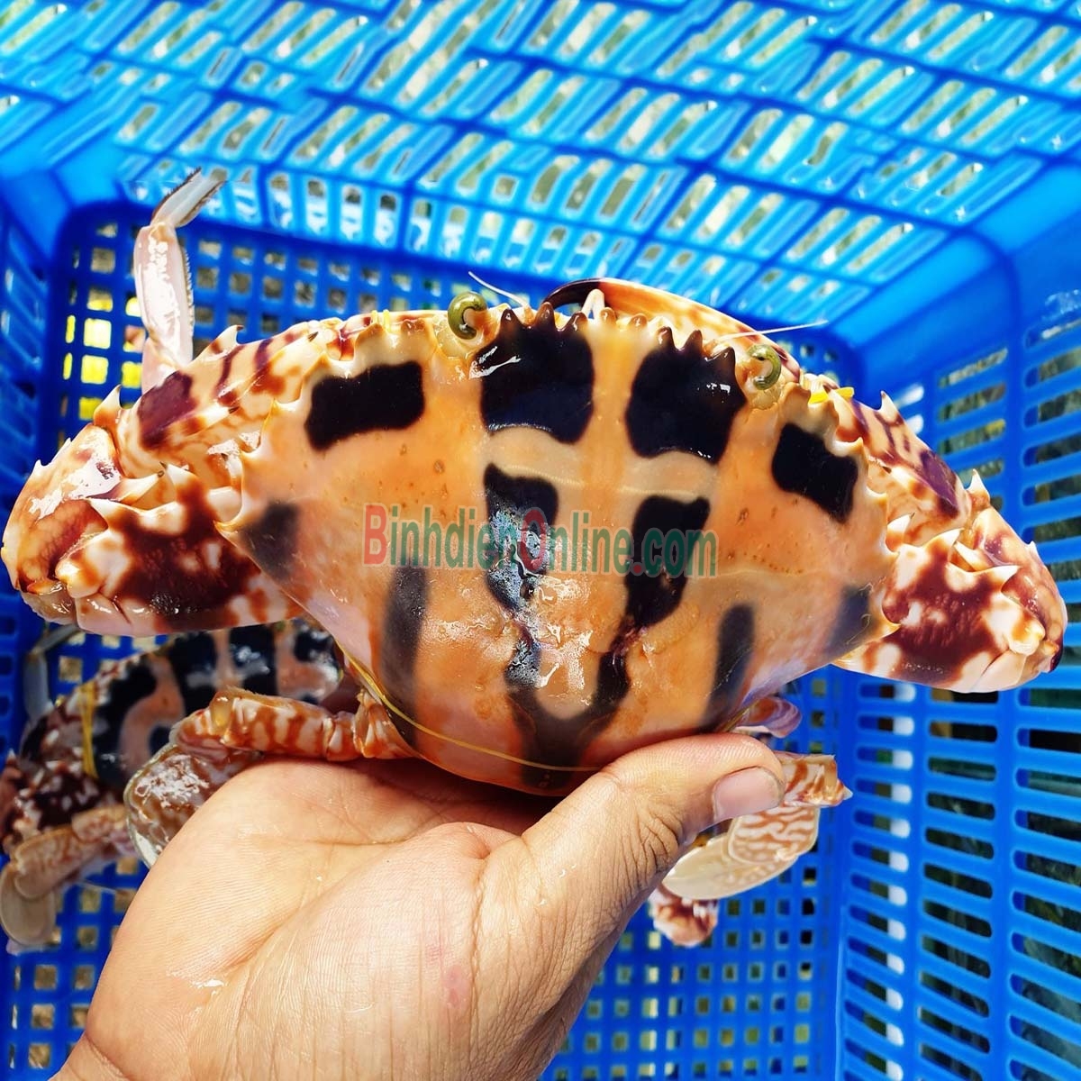 Ghẹ đỏ sống tươi ngon loại 1 3-4 con/kg Xuất xứ Kiên Giang