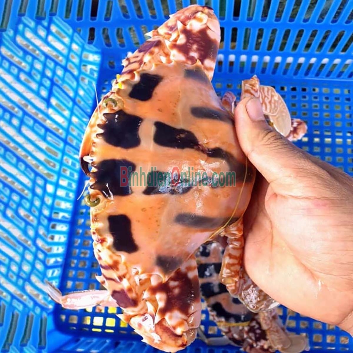 Ghẹ đỏ sống ngon chắc thịt 5-6 con/kg Xuất xứ Vũng Tàu