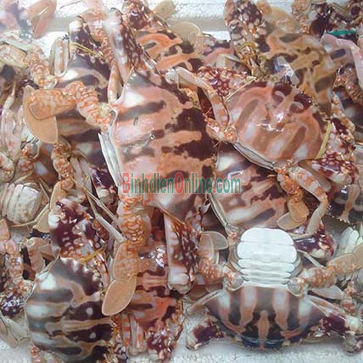 Ghẹ đỏ sống đảm bảo chất lượng 5-6 con/kg Xuất xứ Bình Thuận