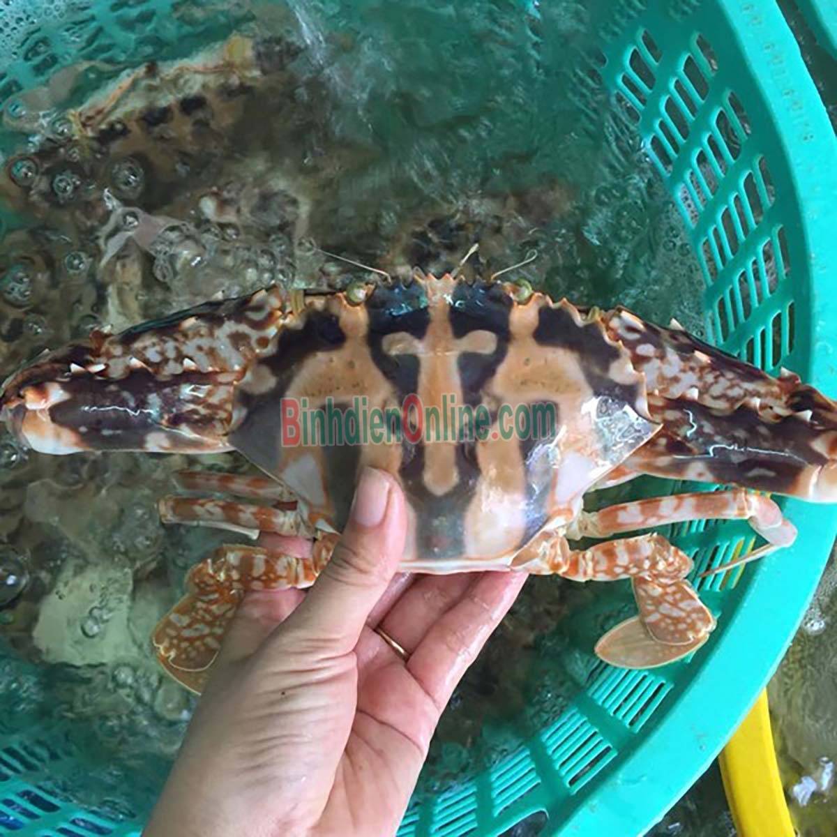Ghẹ đỏ sống tươi ngon loại 1 4-5 con/kg Xuất xứ Kiên Giang