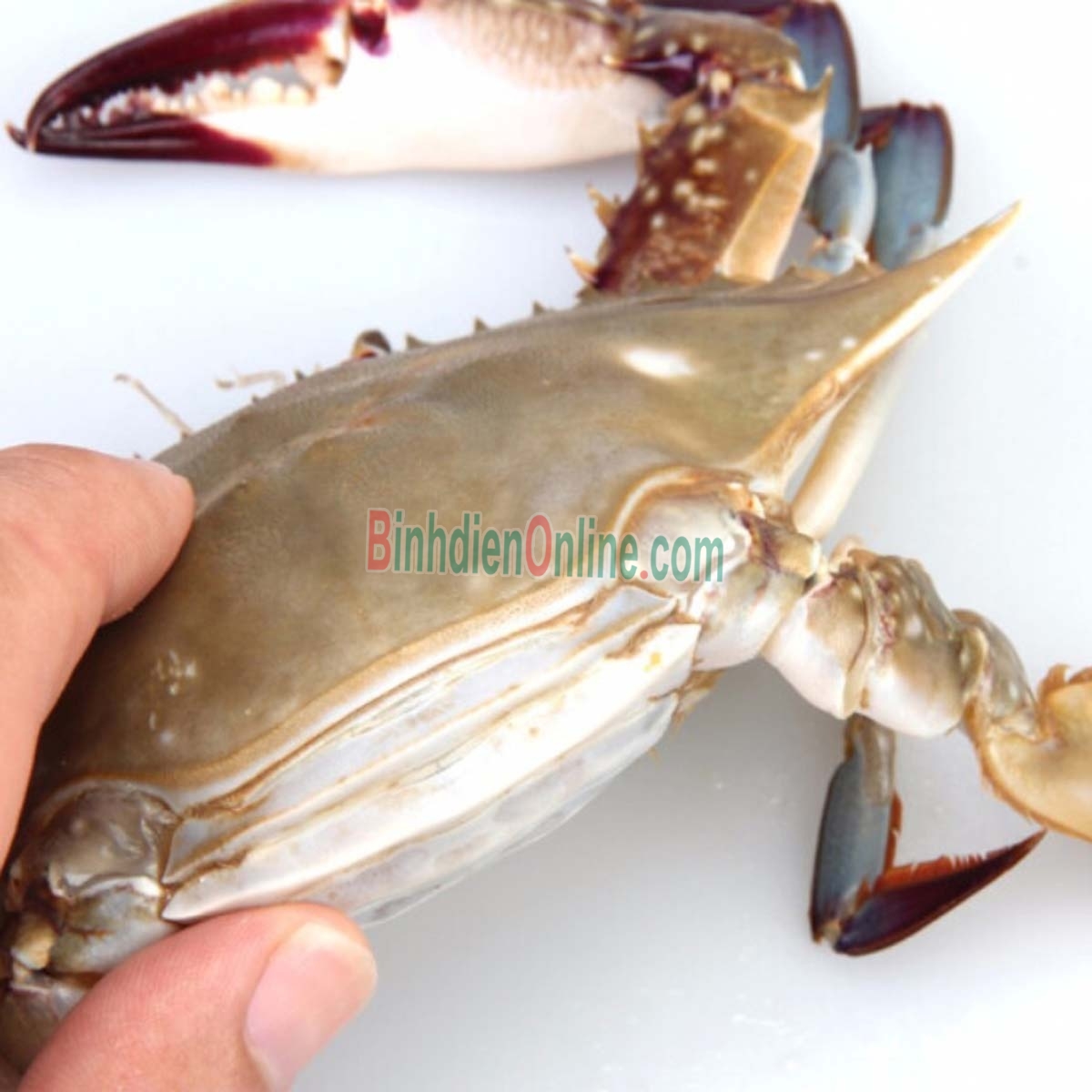 Ghẹ ba chấm sống ngon chắc thịt 6-7 con/kg Xuất xứ Vũng Tàu