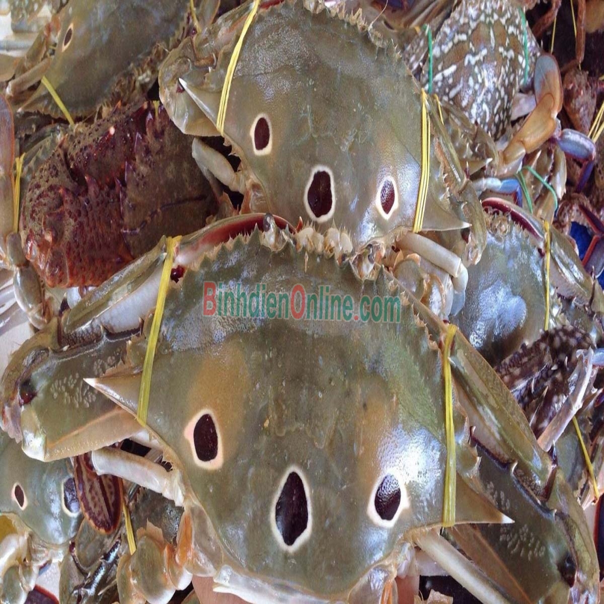 Ghẹ ba chấm sống tươi ngon 3-4 con/kg Xuất xứ Khánh Hòa