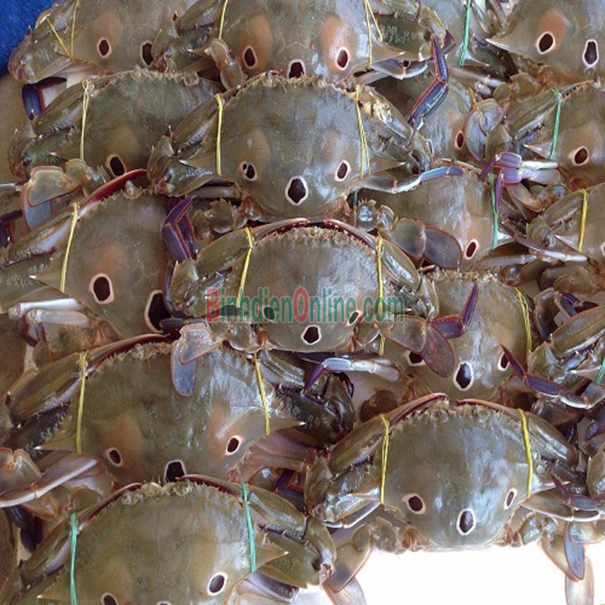 Ghẹ ba chấm tươi sống ngon chắc thịt 4-5 con/kg Xuất xứ Bình Thuận