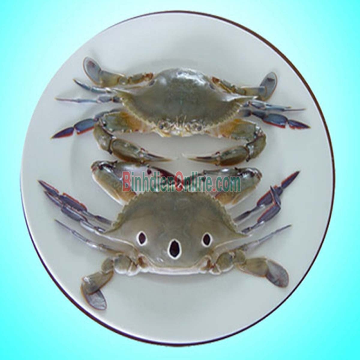 Ghẹ ba chấm tươi sống loại 1 giá tốt 5-6 con/kg Xuất xứ Khánh Hòa