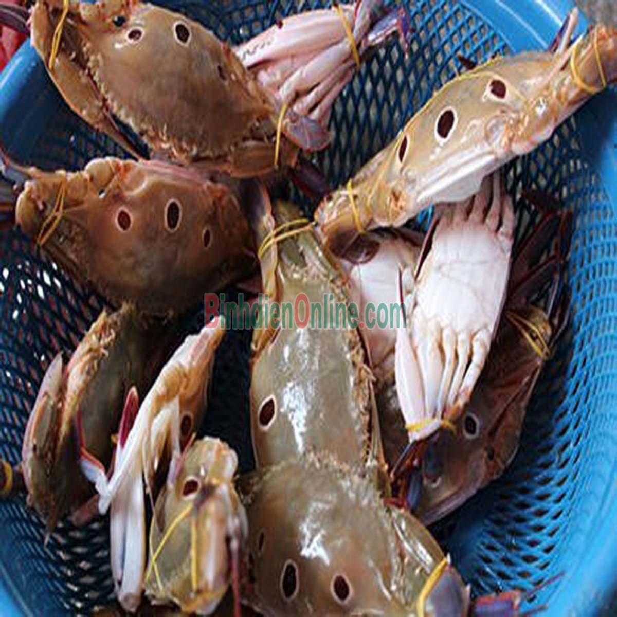 Ghẹ 3 chấm sống đảm bảo chất lượng 5-6 con/kg Xuất xứ Vũng Tàu