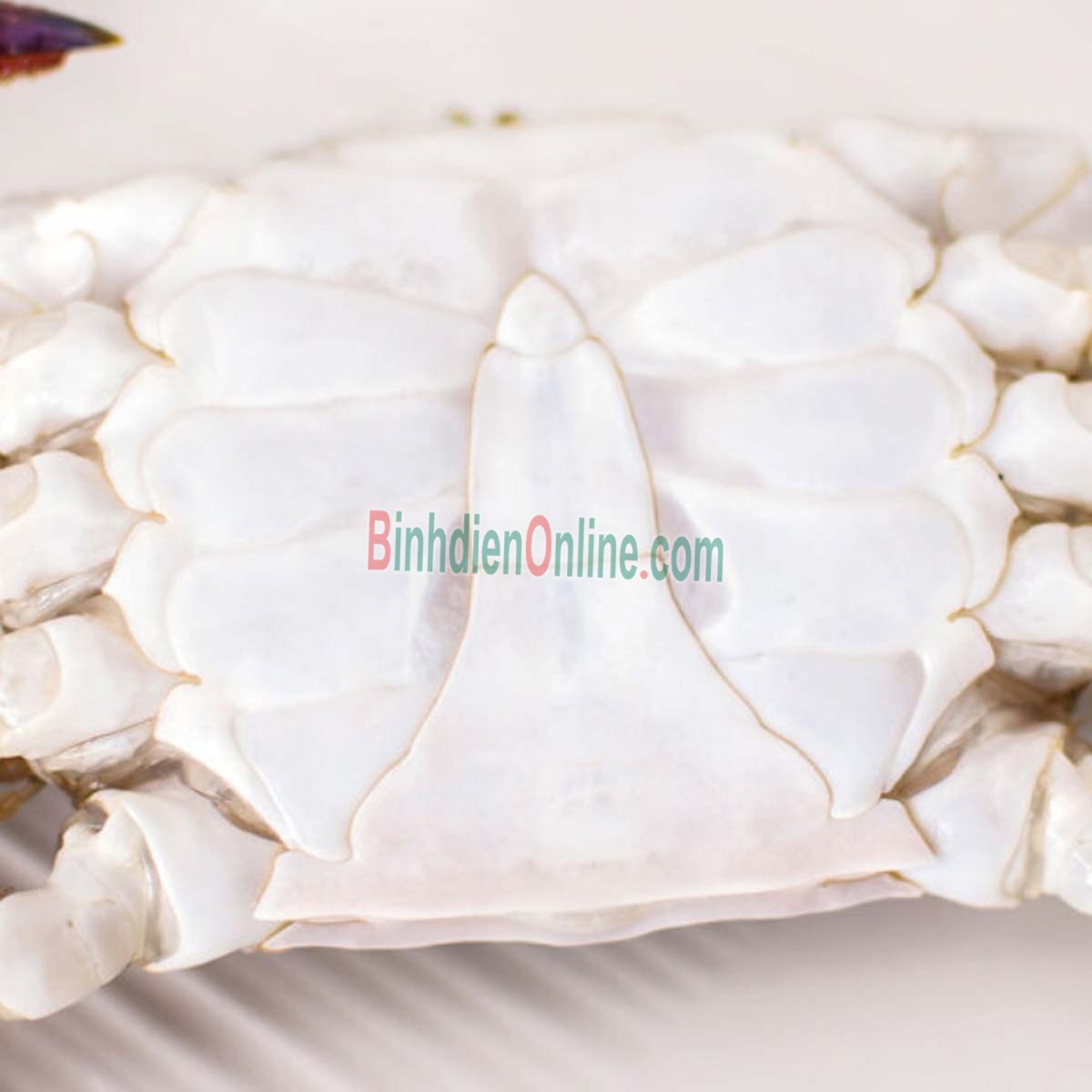 Ghẹ ba chấm sống mới đánh bắt 3-4 con/kg Xuất xứ Vũng Tàu