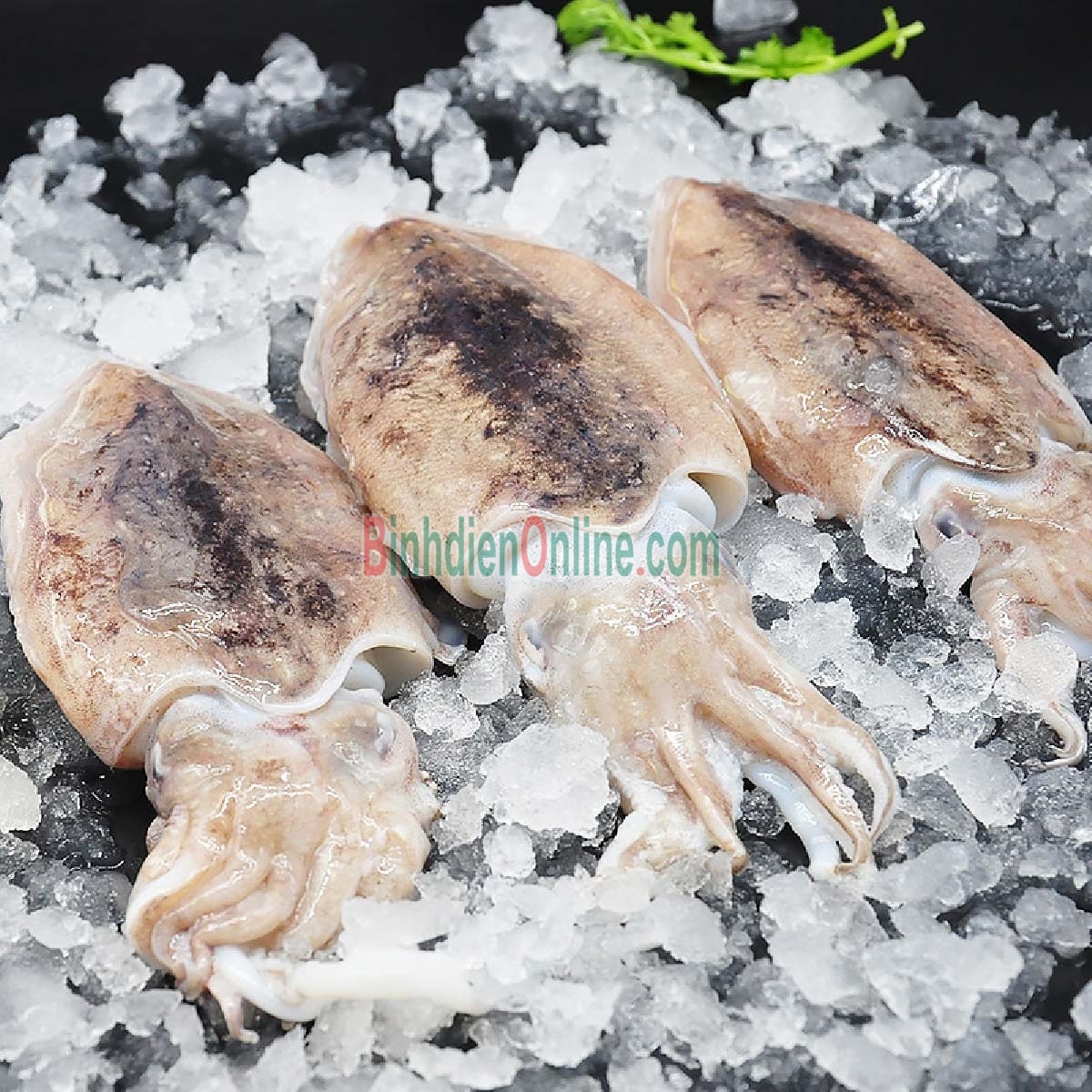 Mực nang tươi chưa lột da loại 1 1-1,5 kg/con Xuất xứ Kiên Giang