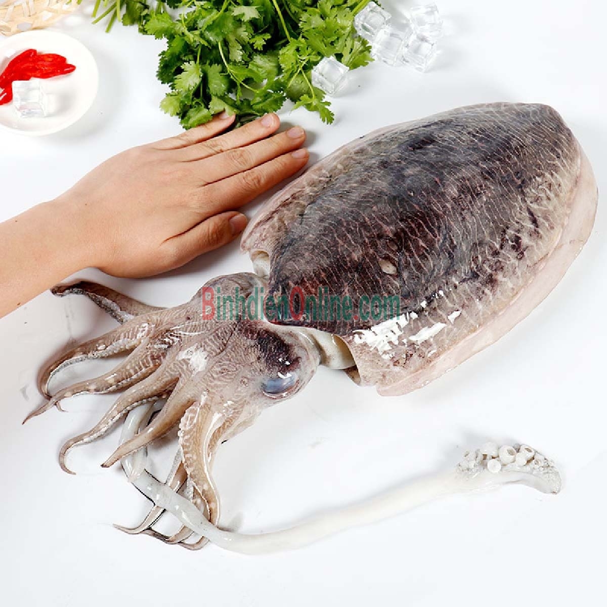 Mực nang đông lạnh còn da giá tốt 0,6-0,8 kg/con Xuất xứ Vũng Tàu
