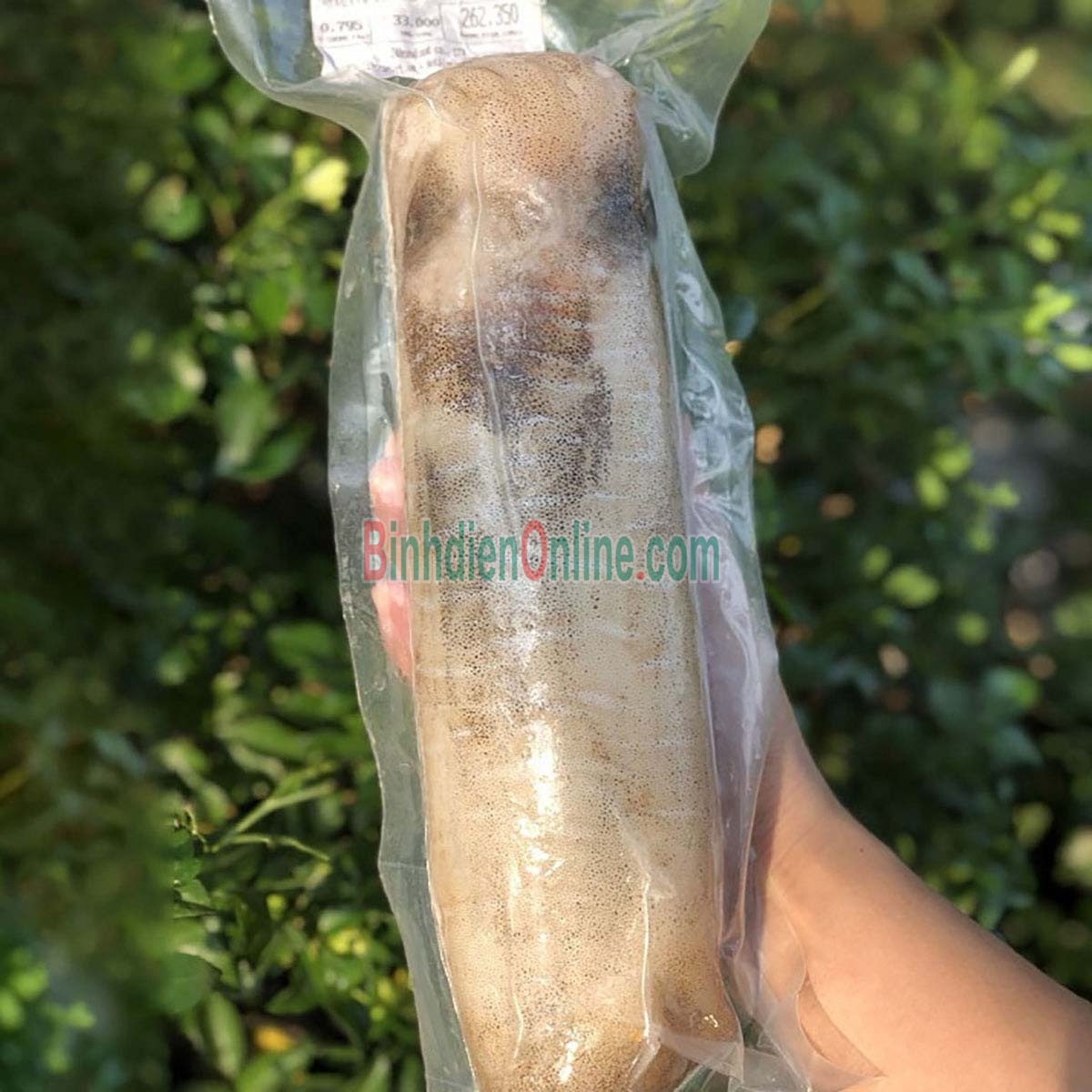 Mực lá câu tươi ngon đặc biệt 1-1,2 kg/con Xuất xứ Vũng Tàu