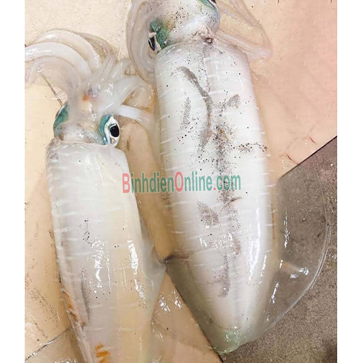 Mực lá tươi, đánh bắt tự nhiên 600-800 gr/con Xuất xứ Kiên Giang