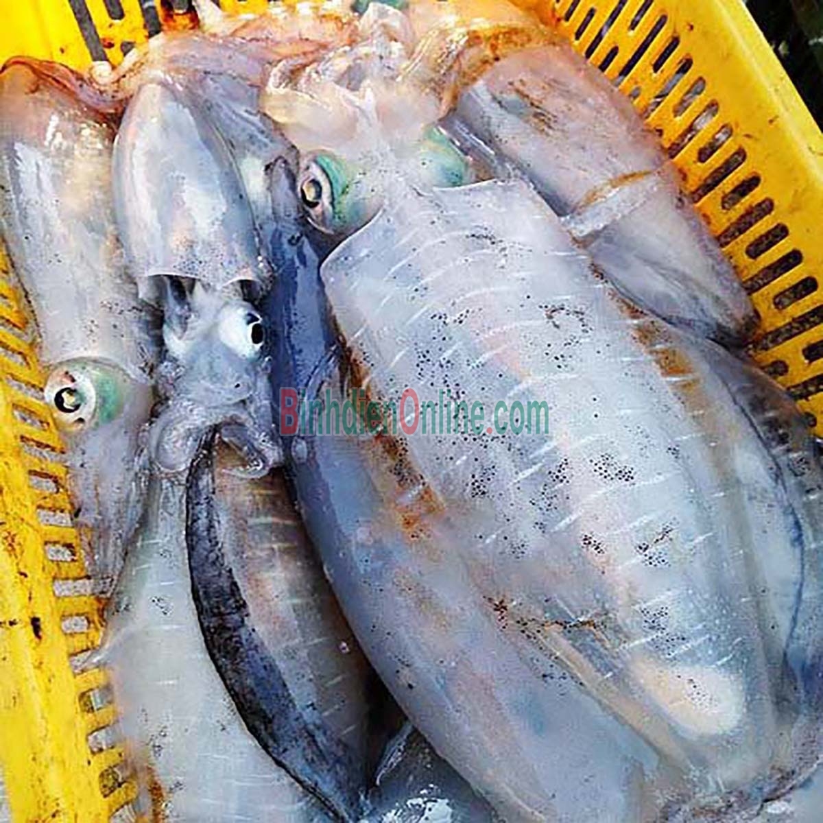 Mực lá đông lạnh loại 1 giá tốt 0,8-1 kg/con Xuất xứ Vũng Tàu