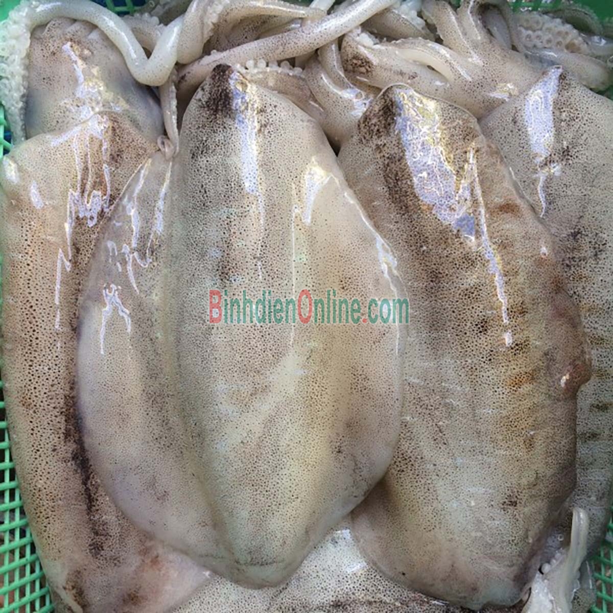 Mực lá đông lạnh thịt dày ngon 0,8-1 kg/con Xuất xứ Cà Mau