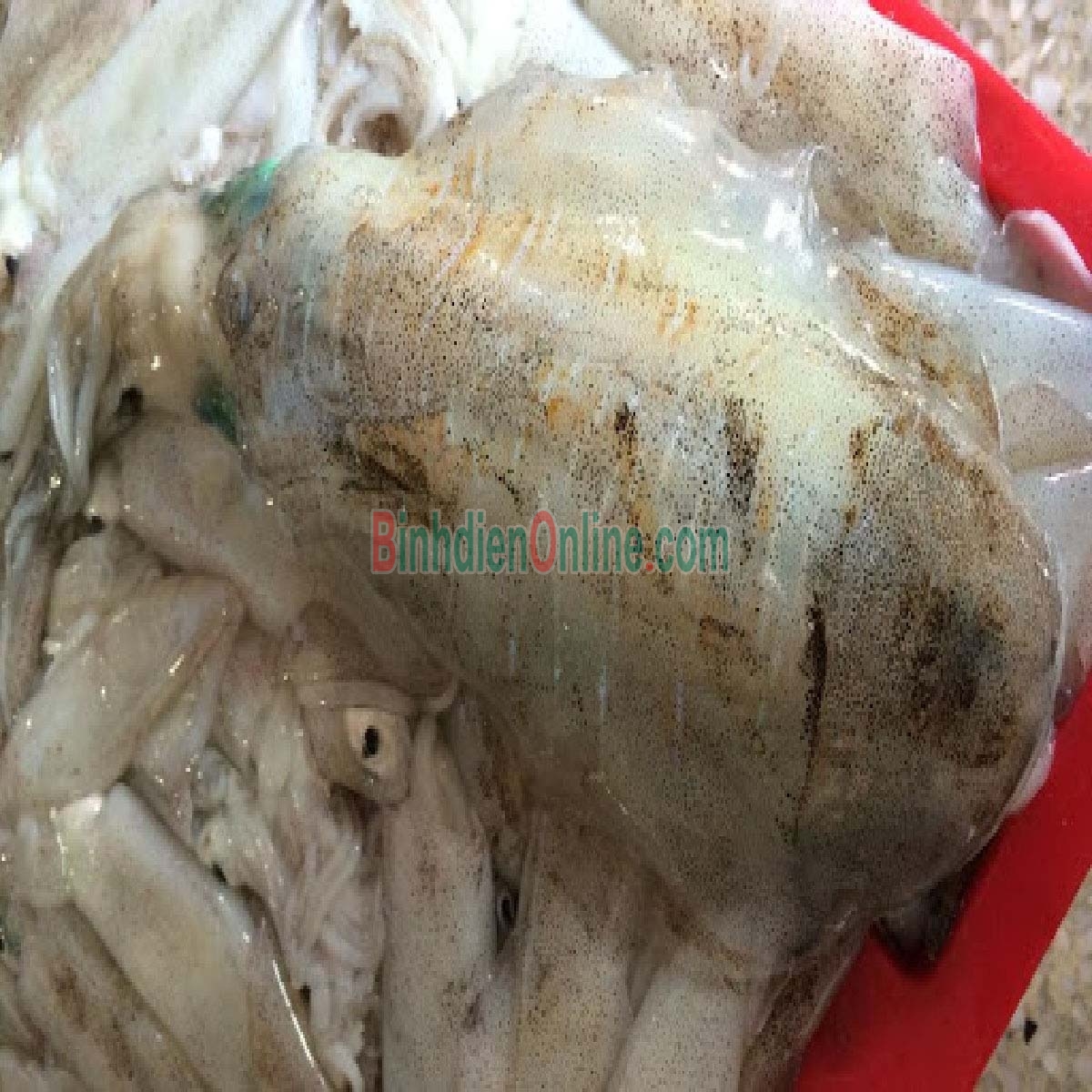 Mực lá đông lạnh, đánh bắt tự nhiên 600-800 gr/con Xuất xứ Vũng Tàu