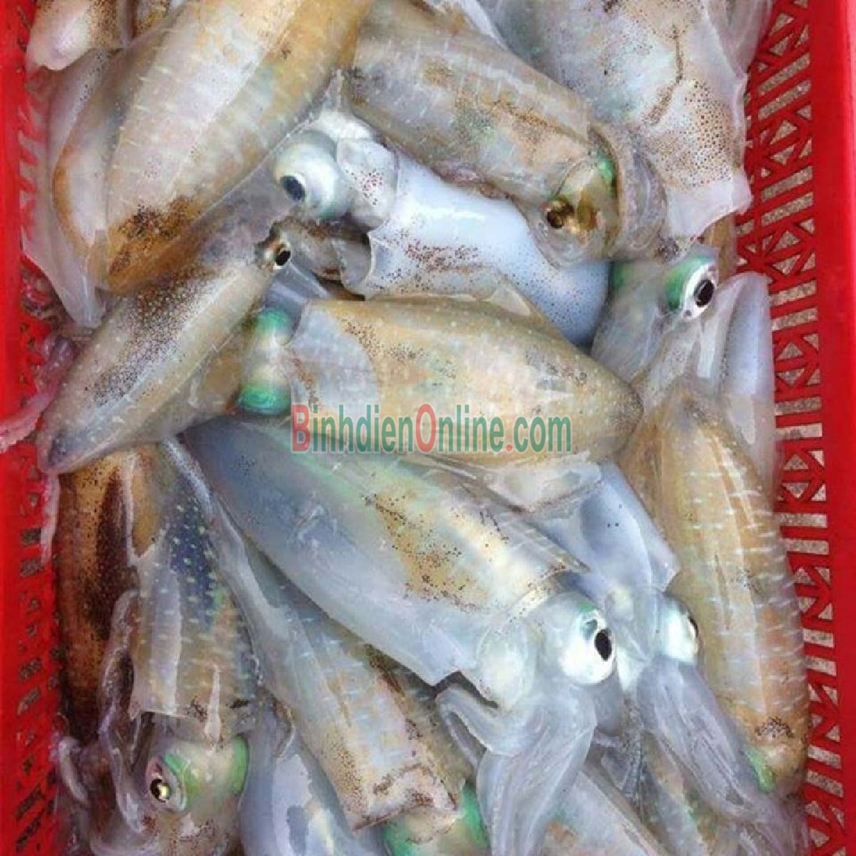 Mực lá tươi từ thiên nhiên giá tốt 1,2-1,5 kg/con Xuất xứ Cà Mau