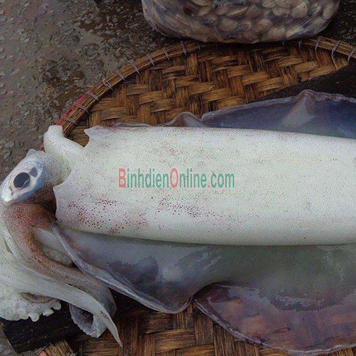 Mực lá đông lạnh, đánh bắt tự nhiên 600-800 gr/con Xuất xứ Khánh Hòa
