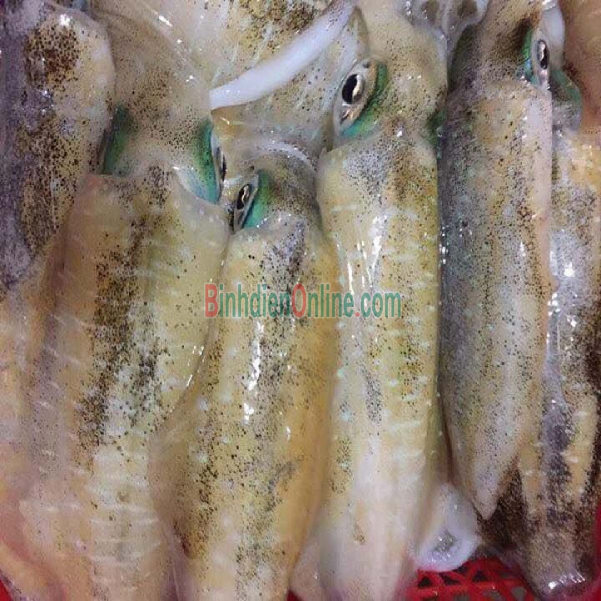 Mực lá tươi từ thiên nhiên giá tốt 1-1,2 kg/con Xuất xứ Bình Thuận
