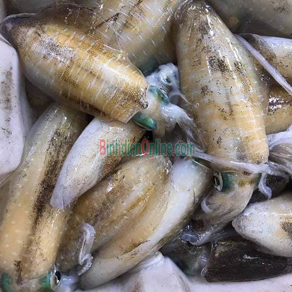 Mực lá tươi từ thiên nhiên giá tốt 3-4 con/kg Xuất xứ Vũng Tàu