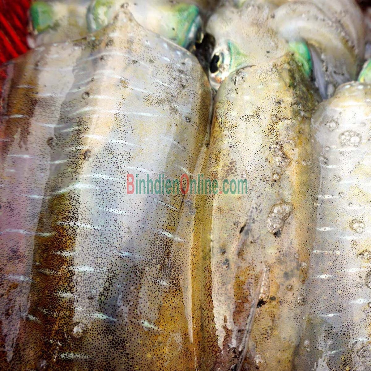 Mực lá tươi từ thiên nhiên giá tốt 0,8-1 kg/con Xuất xứ Khánh Hòa