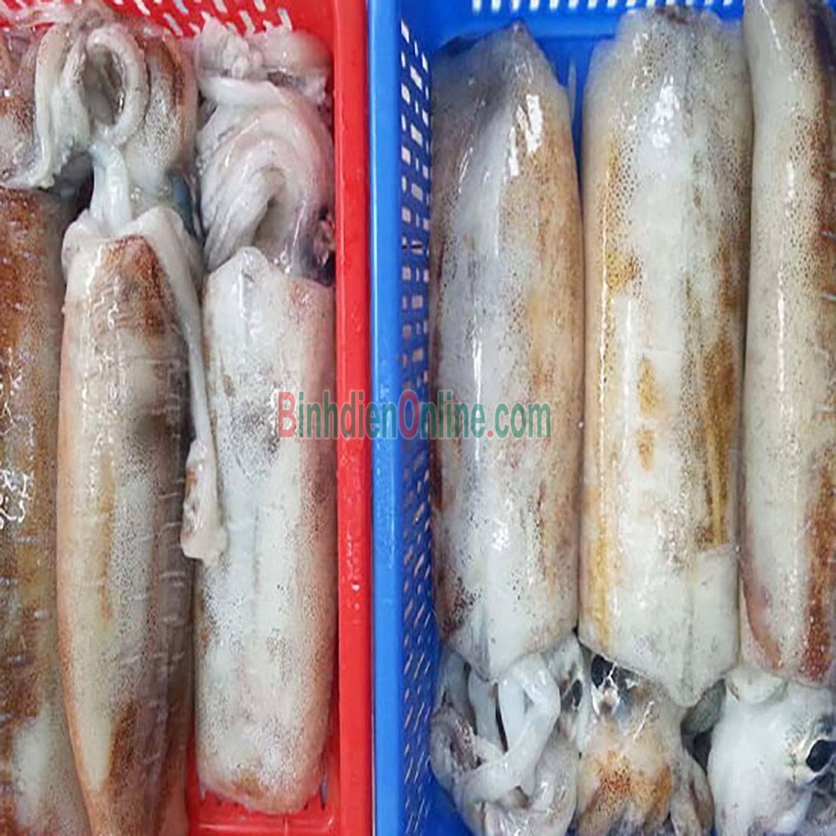 Mực lá câu tươi ngon đặc biệt 1,2-1,5 kg/con Xuất xứ Cà Mau