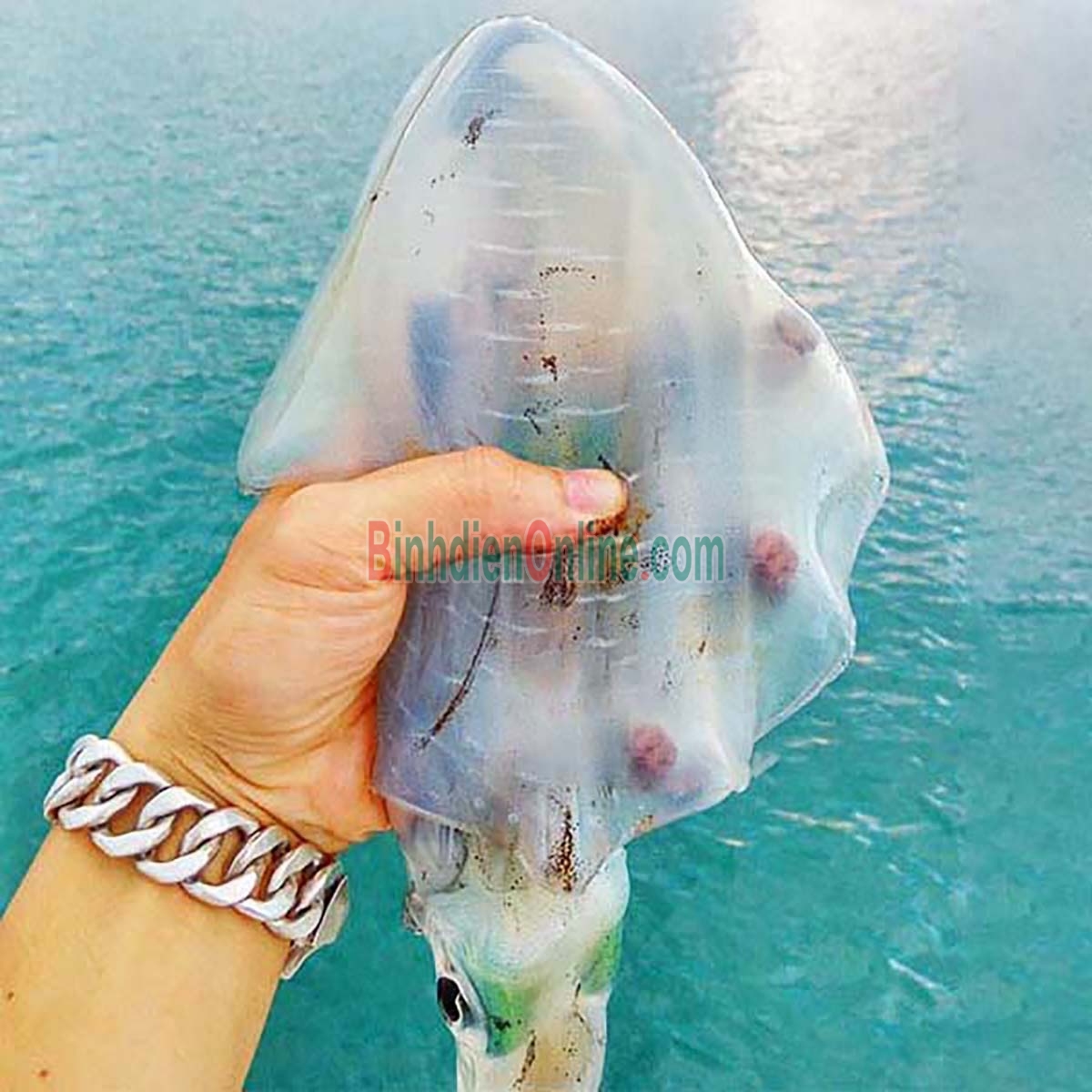 Mực lá tươi từ thiên nhiên giá tốt 0,8-1 kg/con Xuất xứ Bình Thuận