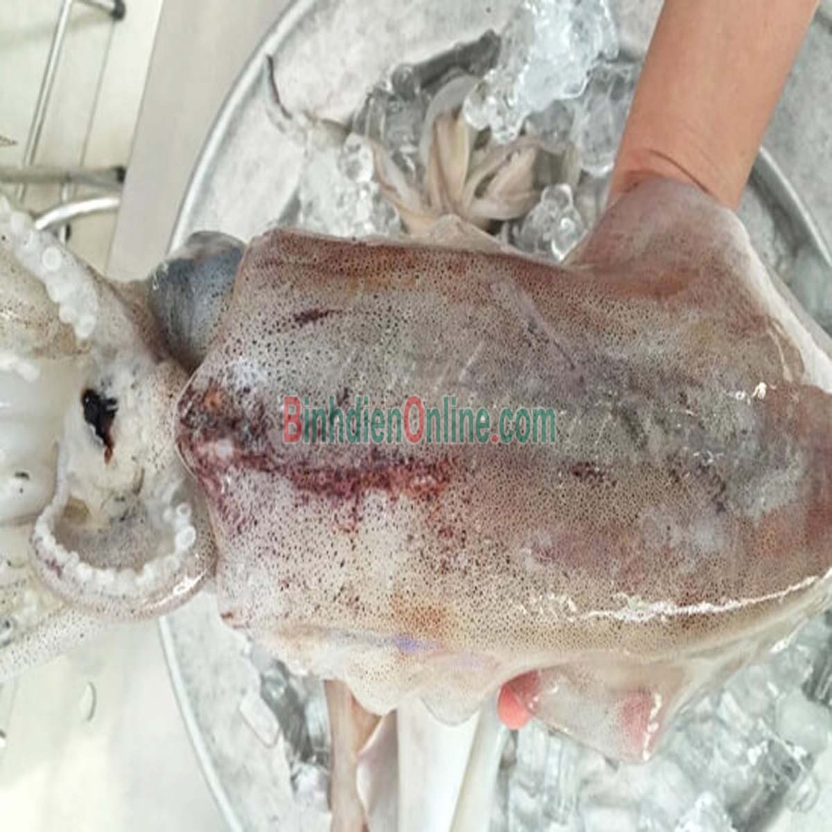 Mực lá tươi, đánh bắt tự nhiên 1-1,2 kg/con Xuất xứ Kiên Giang