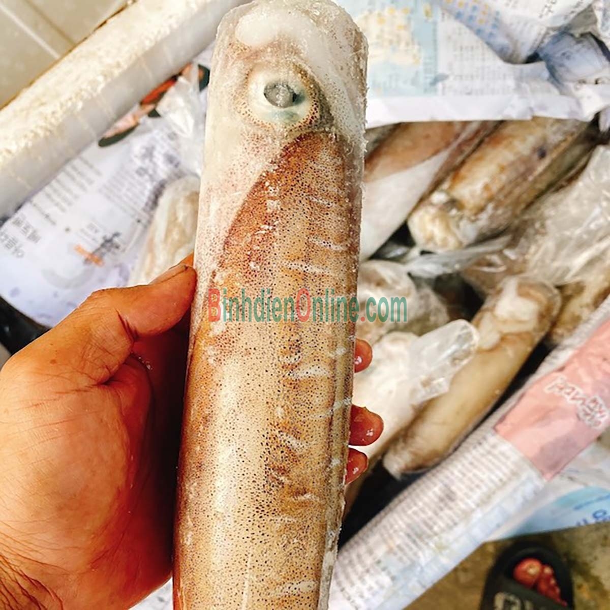 Mực lá câu tươi ngon giá tốt 0,8-1 kg/con Xuất xứ Vũng Tàu