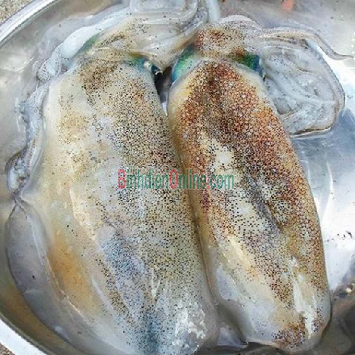 Mực lá tươi sống loại 1 1,2-1,5 kg/con Xuất xứ Kiên Giang