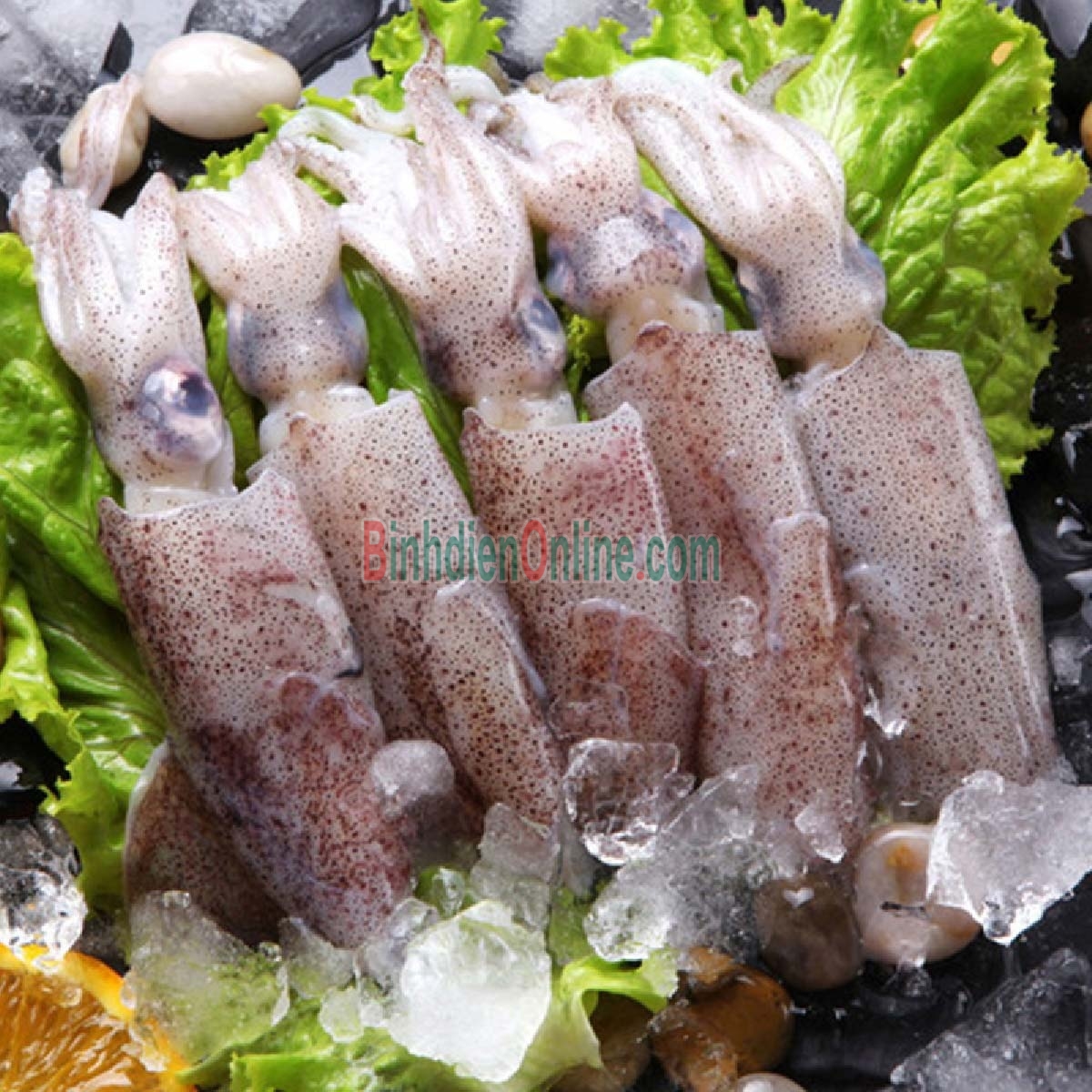 Mực ống câu tươi sống giá tốt 6-8 con/kg Xuất xứ Kiên Giang
