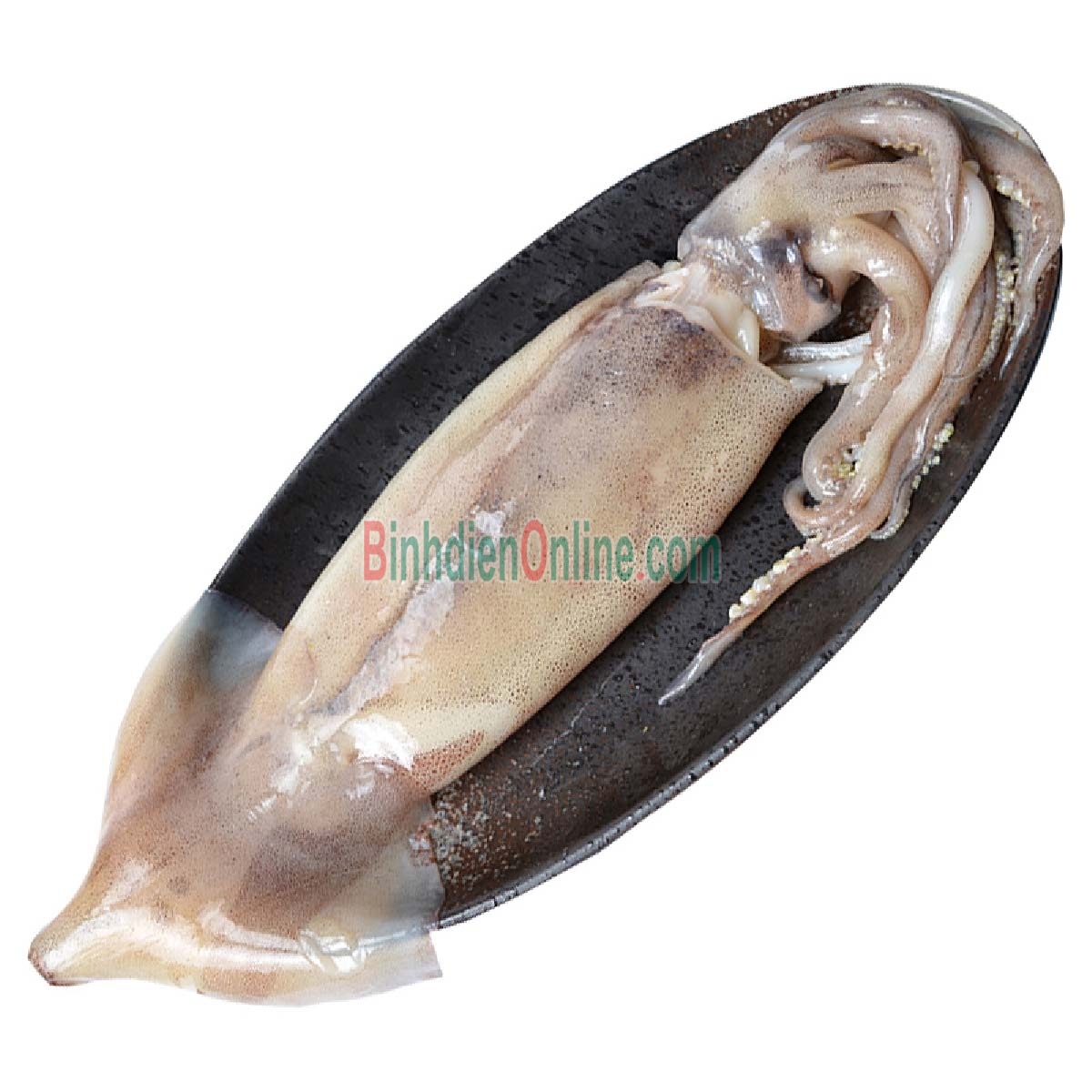 Mực ống câu tươi sống giá tốt 500-700 gr/con Xuất xứ Vũng Tàu