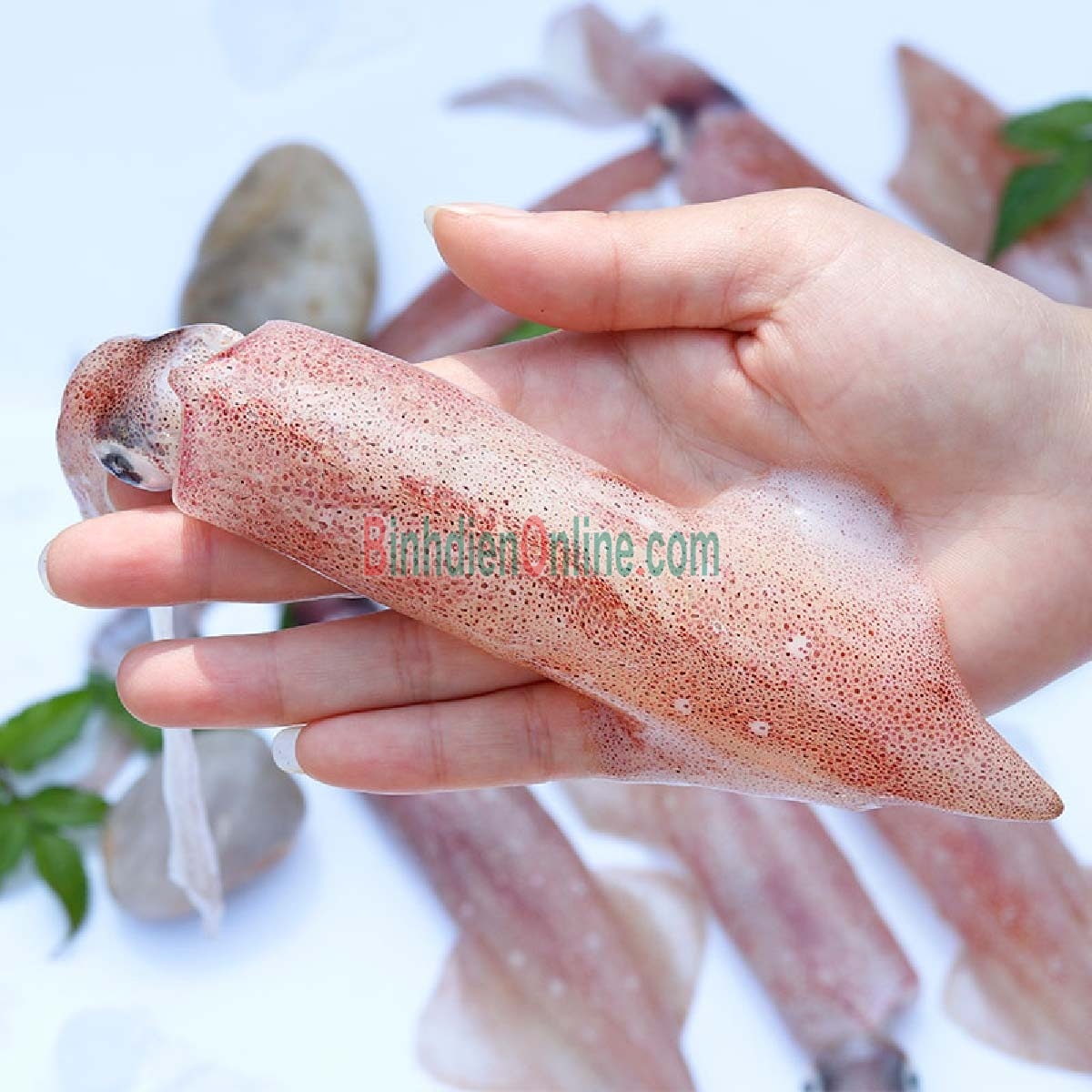 Mực ống câu đông lạnh giá tốt 6-8 con/kg Xuất xứ Cà Mau