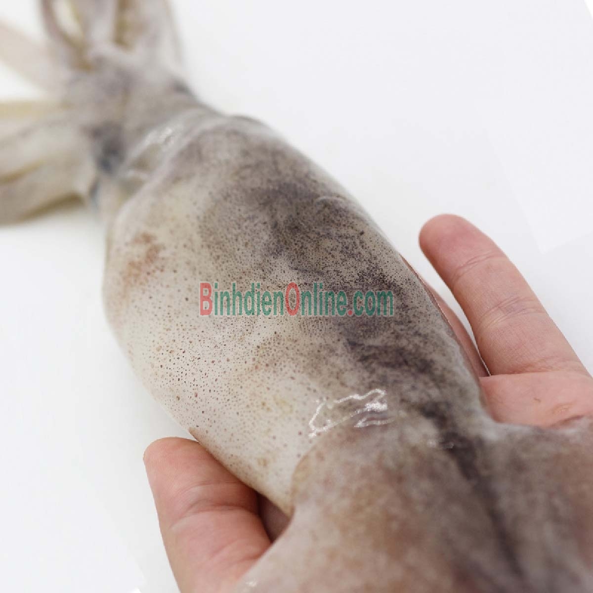 Mực ống tươi ngon giá tốt 500-700 gr/con Xuất xứ Cà Mau