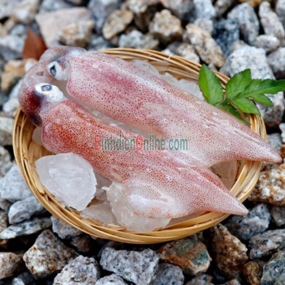 Mực ống tươi mới từ thiên nhiên 6-8 con/kg Xuất xứ Cà Mau