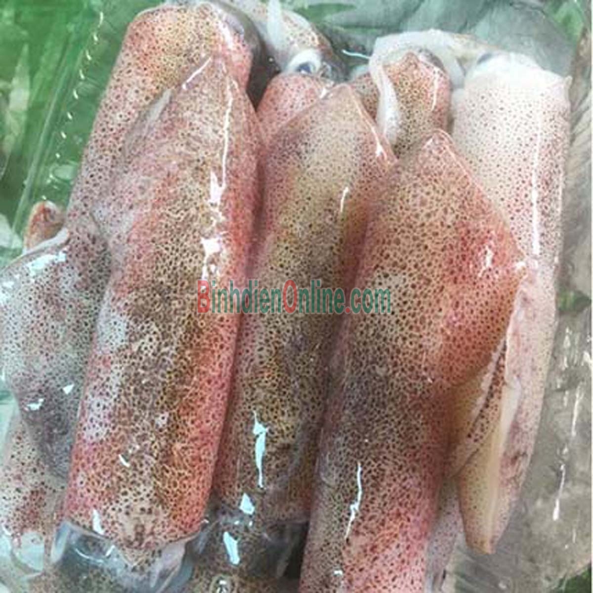 Mực ống câu tươi sống giá tốt 5-6 con/kg Xuất xứ Kiên Giang